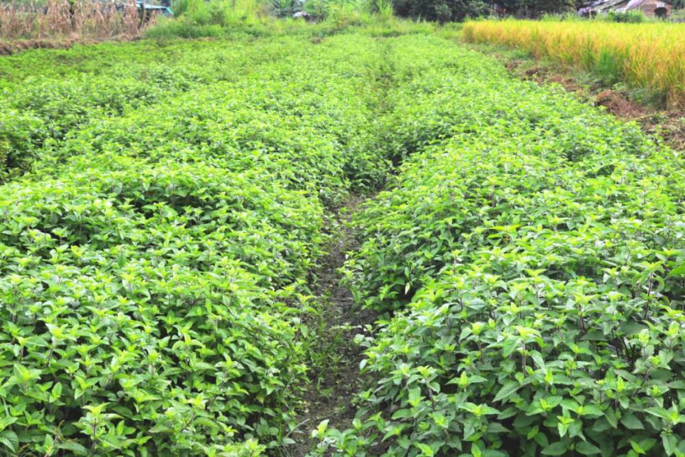 灵山凉粉晶莹剔透水晶身口感细滑透心凉