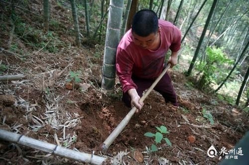 近日,记者走进安溪县金谷镇洋中村东溪仑自然村,一片片茂密竹林随风