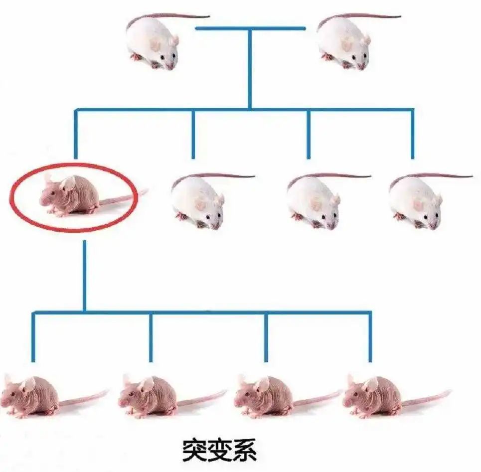 近亲繁殖一定会出现问题吗?_腾讯新闻