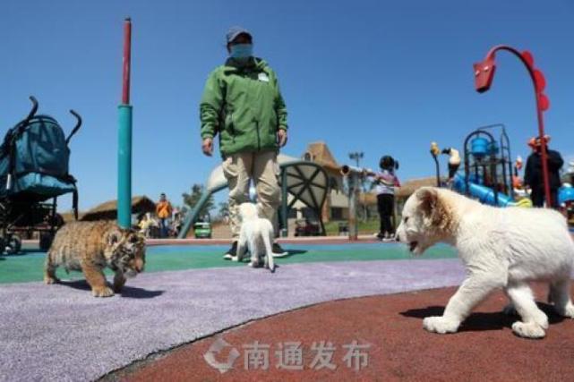 首次巡遊丨南通森林野生動物園雙胞胎小東北虎和小白獅與遊客見面