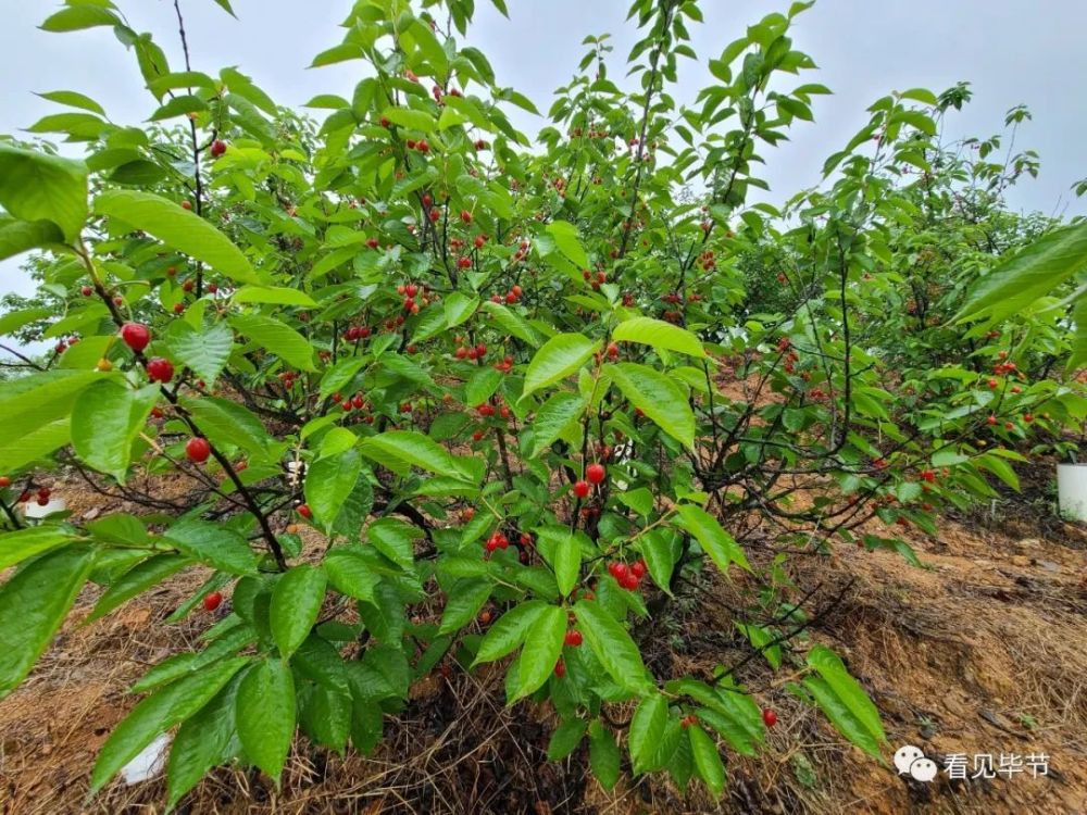最新毕节总溪河玛瑙红樱桃可以采摘啦