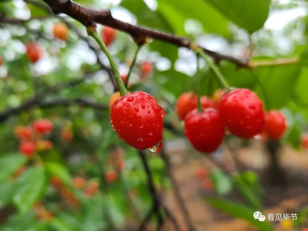 最新毕节总溪河玛瑙红樱桃可以采摘啦
