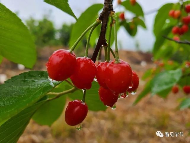 最新毕节总溪河玛瑙红樱桃可以采摘啦