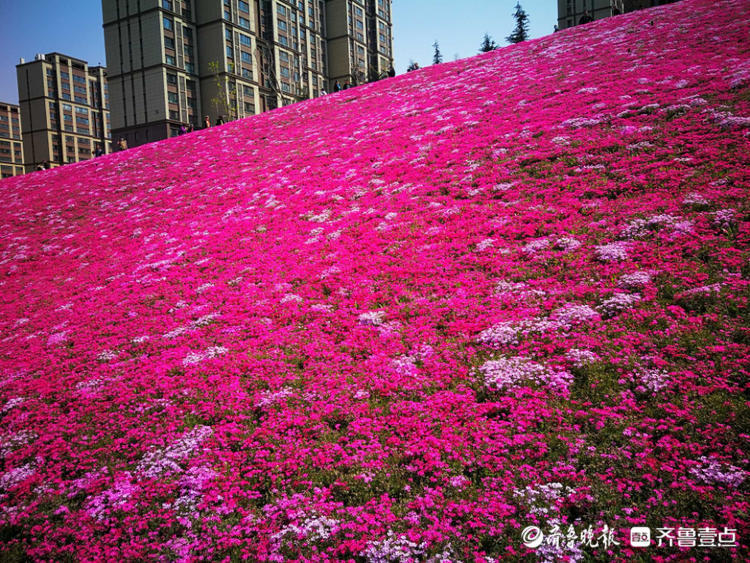 情报站鲜花铺地济南龙洞小山坡简直太美了你来打卡了没