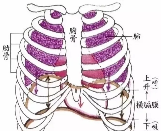 教你練習吐納呼吸法