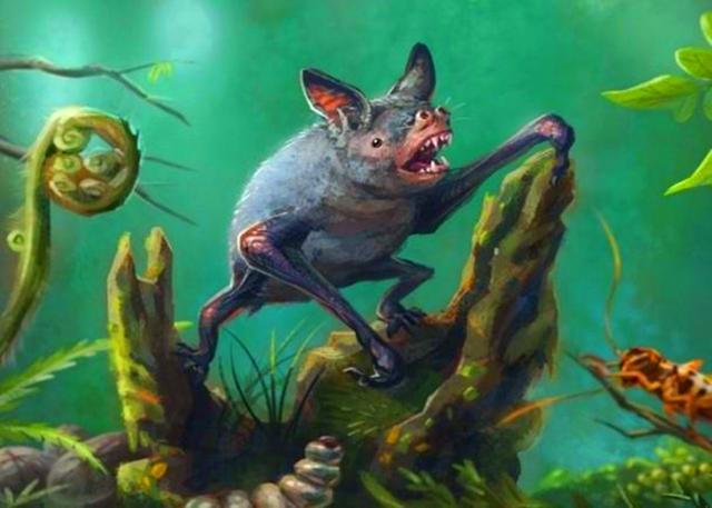 有人说蝙蝠是老鼠演化而来的,这可信吗?蝙蝠的起源到底是怎样的