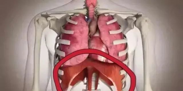 这三点帮您快速掌握呼吸技巧!|腹式呼吸|横膈膜