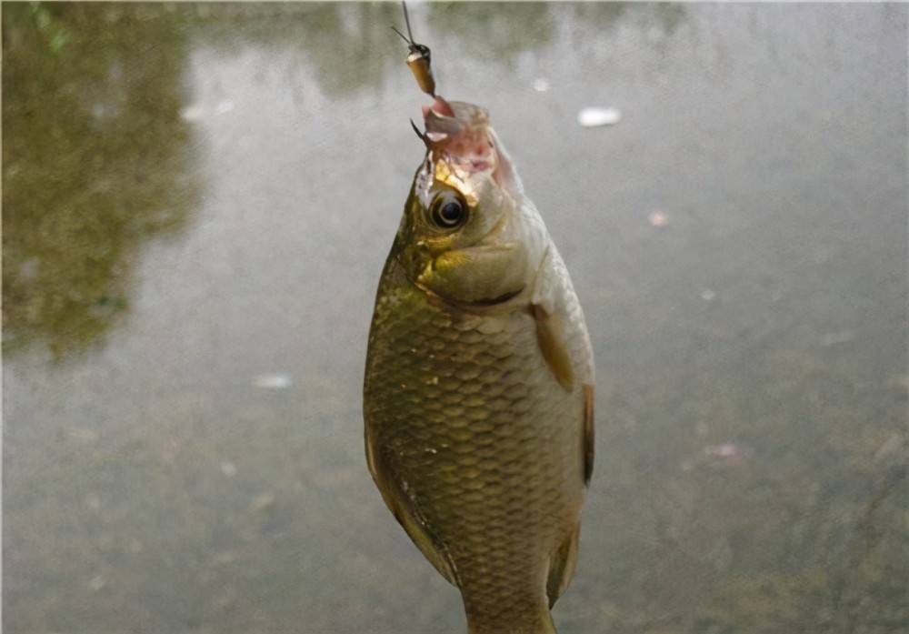 钓鲫鱼,到底是双钩好还是单钩好,其实大可不必纠结_腾讯新闻