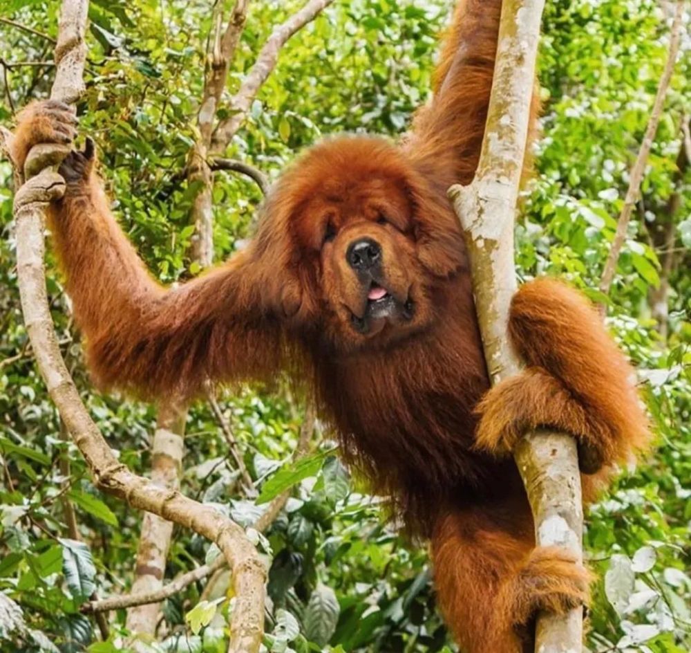 新物种动物界毫无违和感的ps换脸
