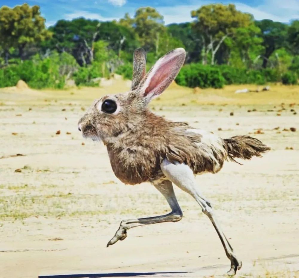 新物种动物界毫无违和感的ps换脸