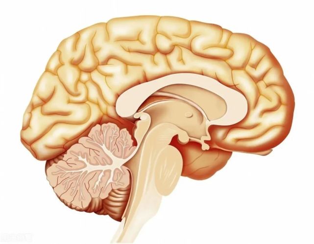 小脑萎缩治疗费用多少钱小脑萎缩治疗护理
