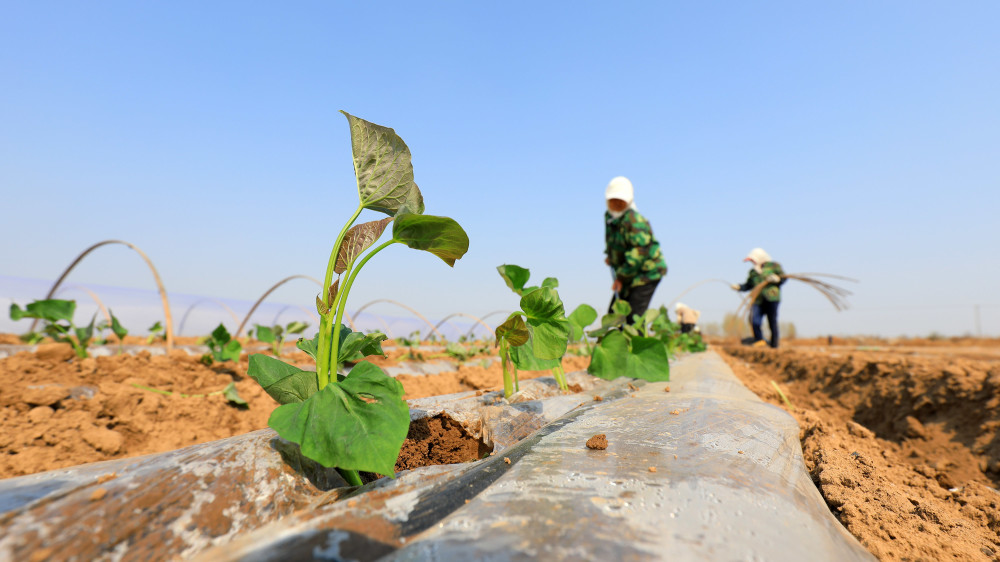 (经济)河北滦南:红薯种植忙