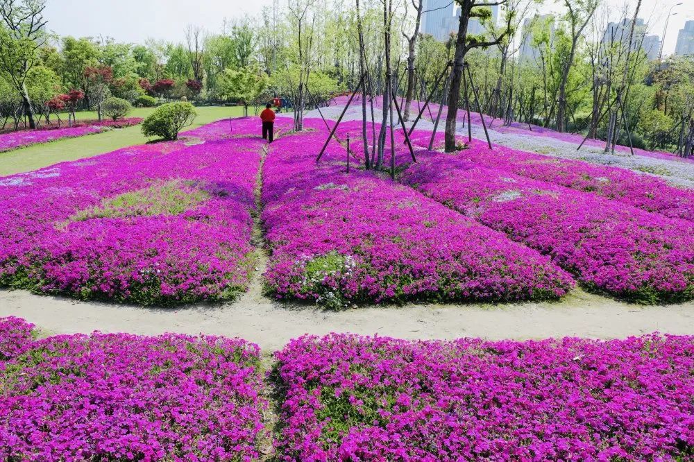 芝樱 海棠 紫藤花 杭州又现彩色花海 这份惊艳等你来赏 腾讯新闻