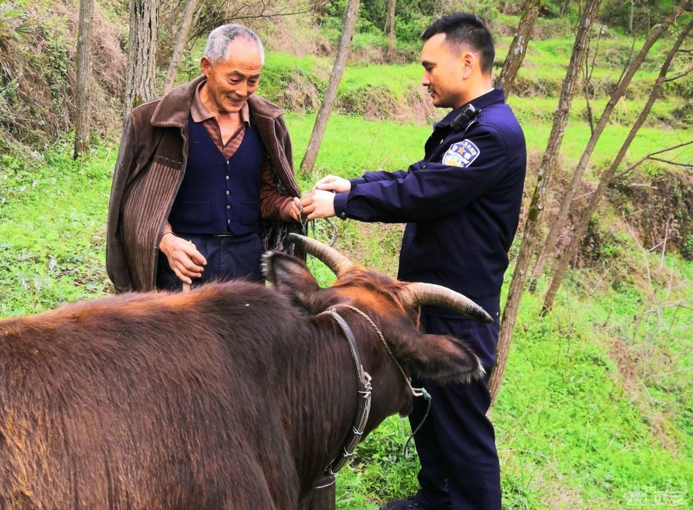 村民借牛耕地牛不见民警山中五个小时帮找回 图 腾讯新闻