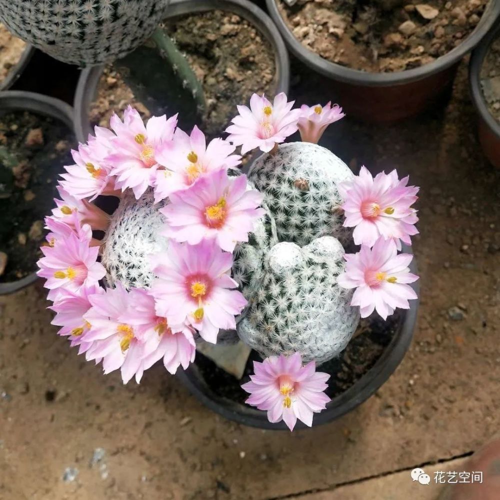 仙人球花期将至,掌握一多一少二勤,一次开花30朵,惊艳漂亮!