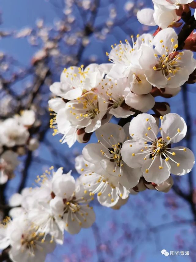 賞花佳期:4月 賞花佳地:西寧市區,海東市化隆縣群科鎮