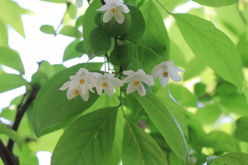 中山植物園珍稀植物秤錘樹朵朵白花嬌羞開