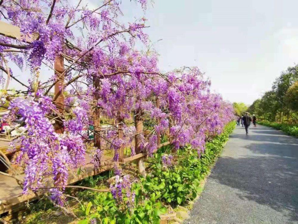 春天能有多浪漫 看看崇州慕藤月鲜花农场里 株株紫藤花