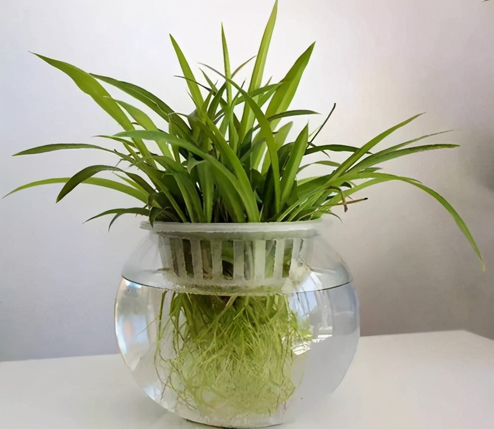 根外追肥是每3天用稀释花卉营养液喷洒枝叶一次金边吊兰的水培养殖