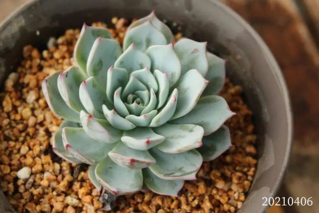 姬莲杂浮岳莲景天科拟石莲花属多肉植物杂交园艺种
