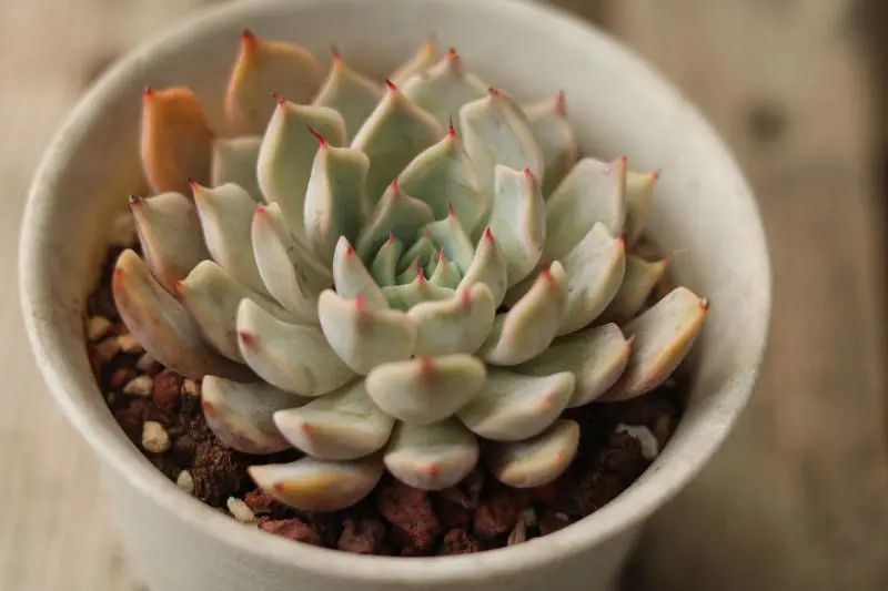 "粉爪"景天科拟石莲花属多肉植物,爪系多肉,中小型品种