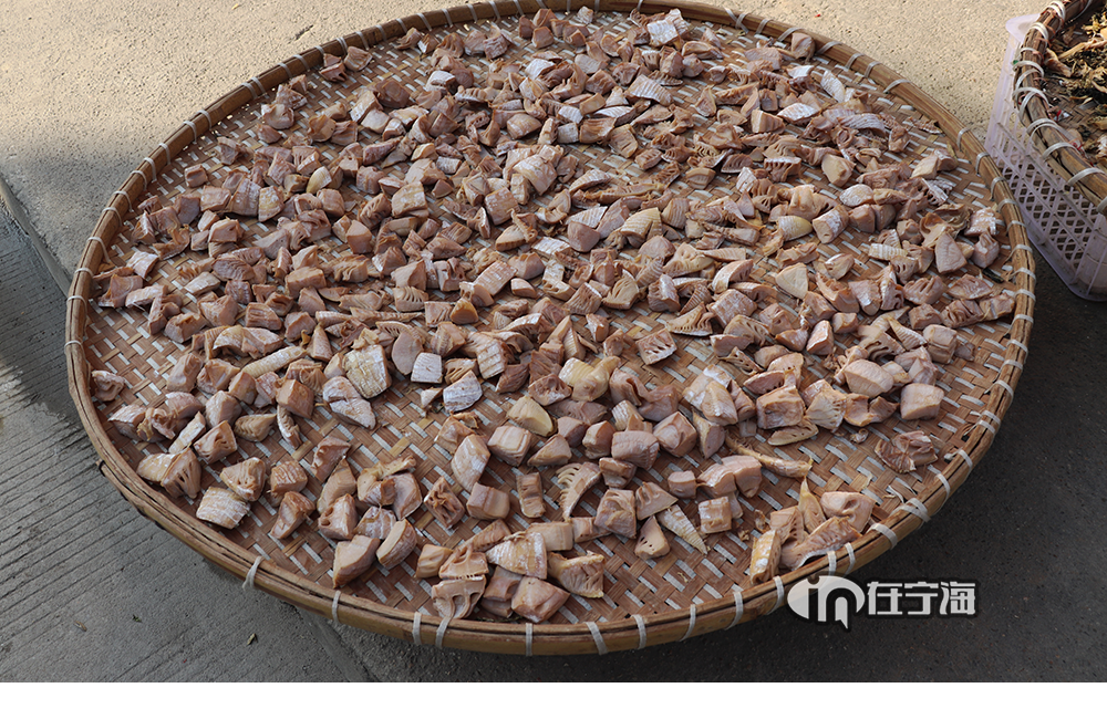 宁海山里挖的笋吃不完,这样做!农村的纯天然美食!