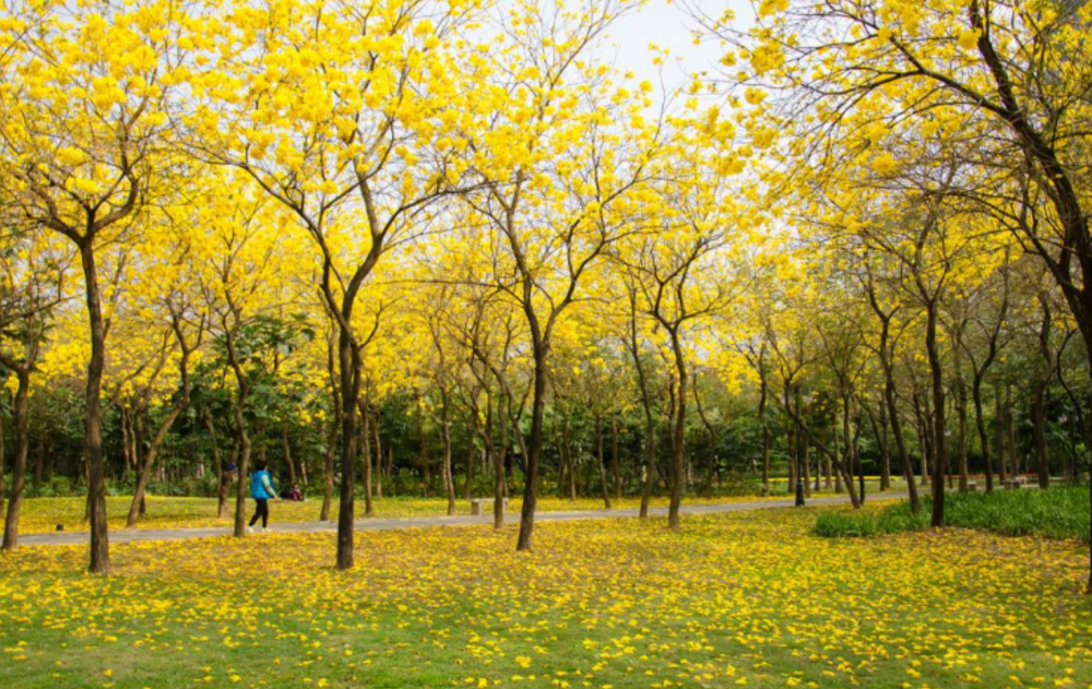 成都3大风铃木基地满城金黄地铁直达门票最高10元