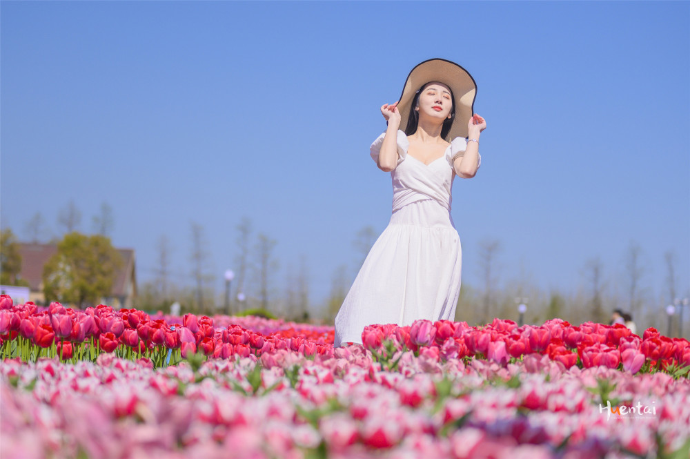 杨超越的家乡有多美阳春三月郁金香花海正值盛花期