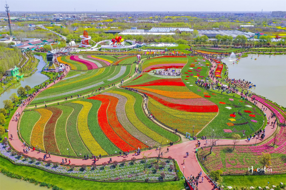 杨超越的家乡有多美阳春三月郁金香花海正值盛花期