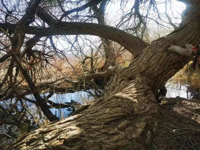 在哈密沙枣泉,寻觅九龙树的前世今生