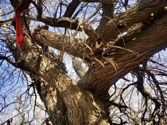 在哈密沙枣泉,寻觅九龙树的前世今生