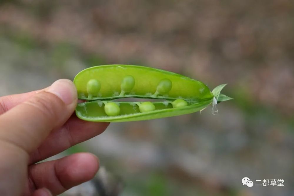 眼睛,嘴巴,像不像?給你們看看昨天拍攝了豌豆和