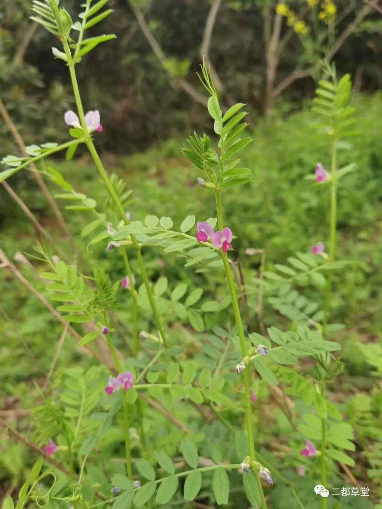 觀察日記豌豆野豌豆