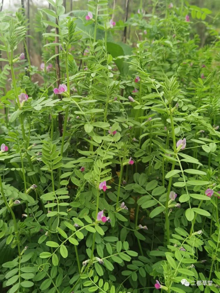 观察日记豌豆野豌豆