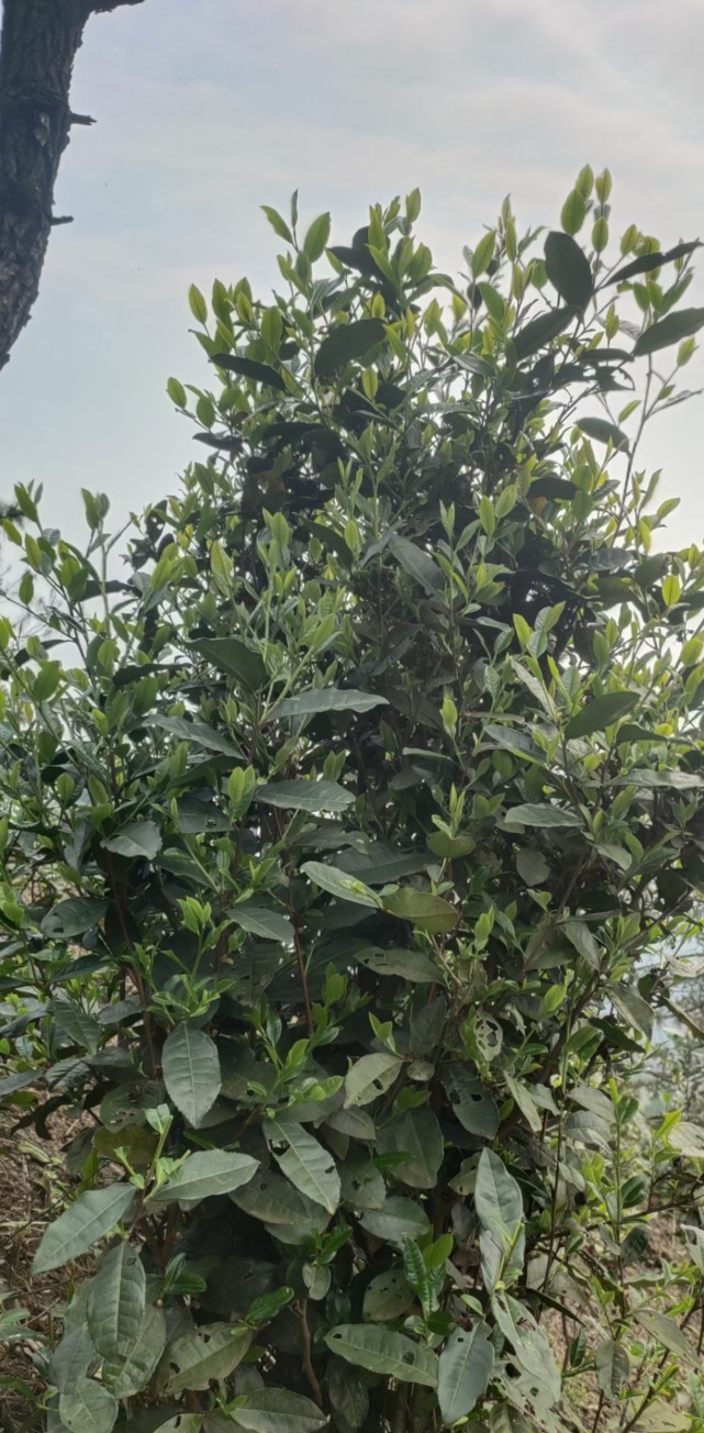 六堡肇庆顶的高山老树明前茶,在制作中,海拔高,常年云雾缭绕,人工挑茶