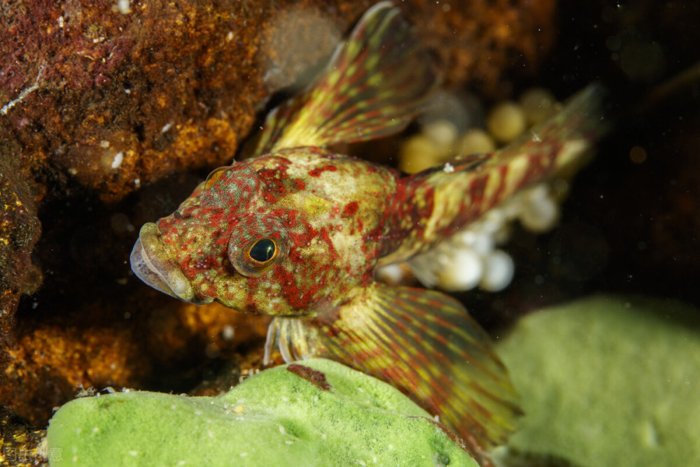 身为淡水湖的贝加尔湖,为何还生存了这么多的海洋生物?