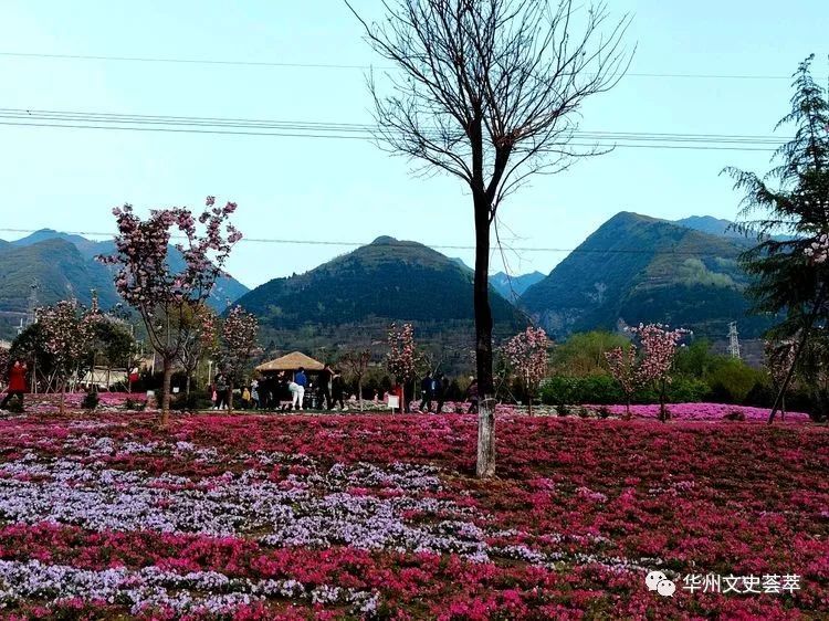 頂端桃心形凹陷,清新脫俗,莖如矮草(日文