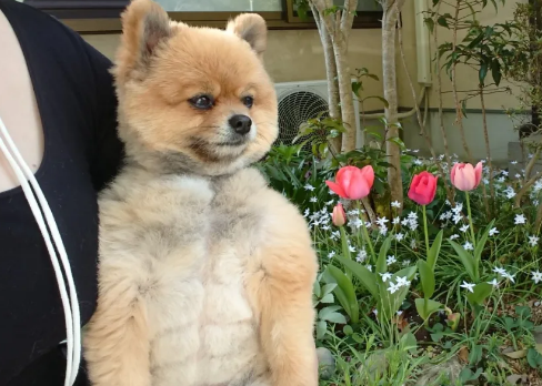 难得一见博美竟练出了六块腹肌主人晒出腹肌照惊呆网友