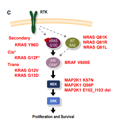 这些都可以重新激活本该被抑制的ras-mapk信号通路