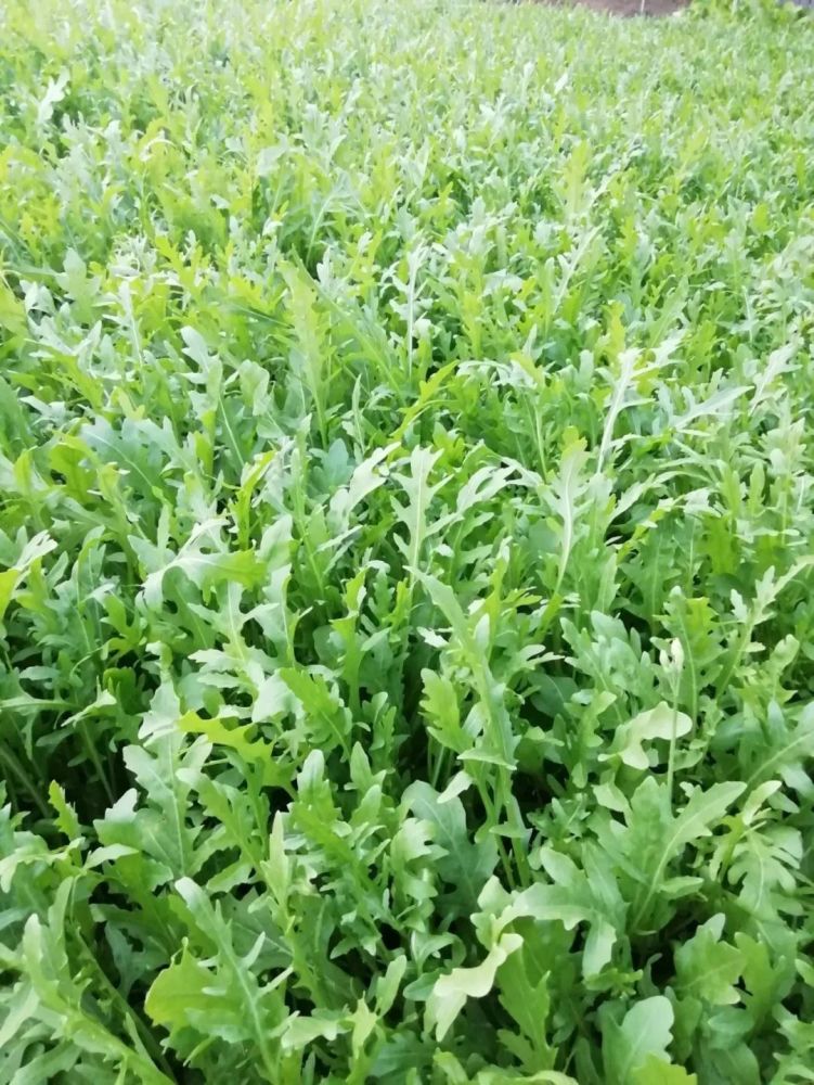 芝麻菜,又名东北臭菜,人们一般于春季采其嫩苗食用,与肉类同食能让