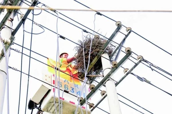 鸟窝筑在电杆上工作人员帮搬家