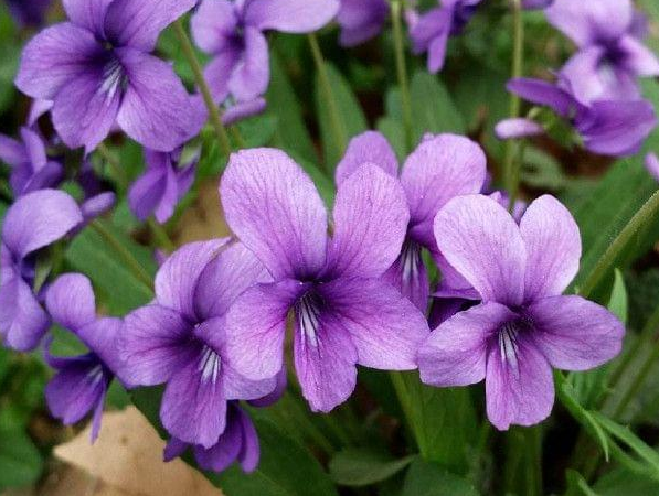 紫花地丁彩图图片