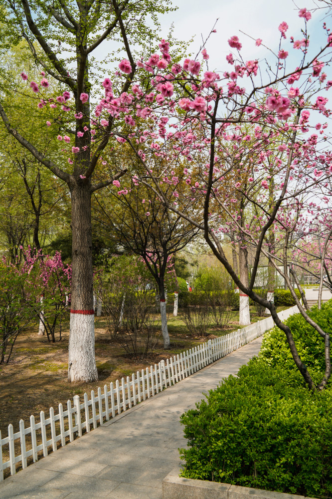 太原赏花指南漪汾公园四月春光好美景惹人醉