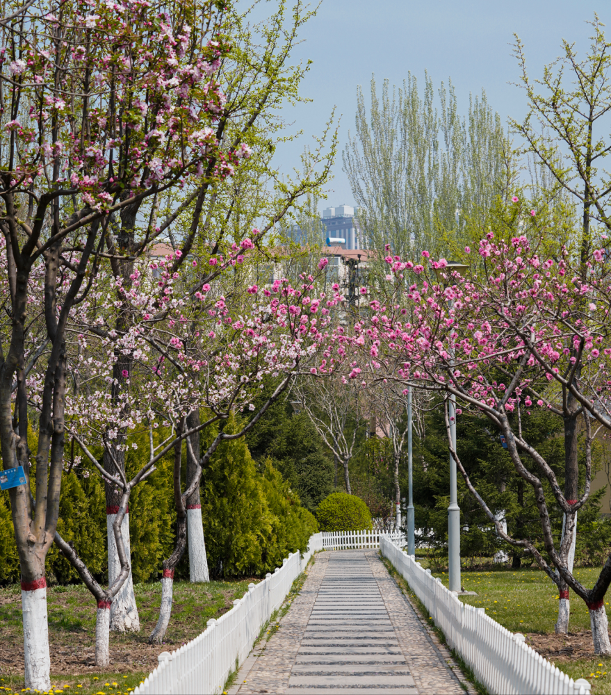 太原赏花指南漪汾公园四月春光好美景惹人醉