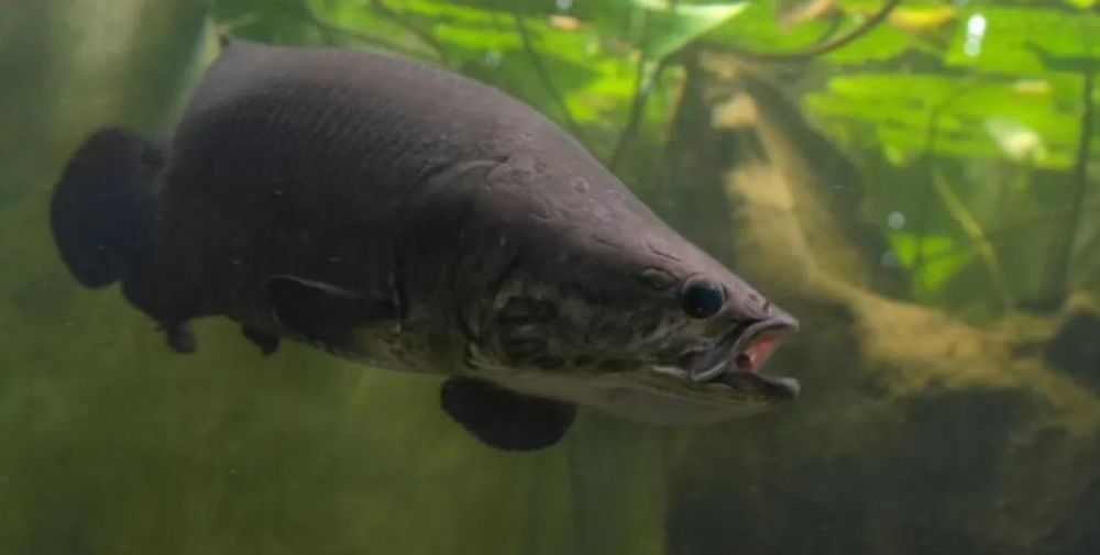 这种"大嘴鱼",食人鱼也怕它