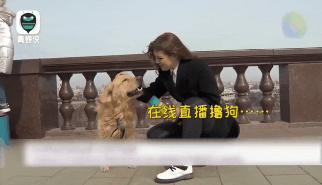 记者直播时遭狗"抢劫",话筒被抢走……|央视|汪|流浪猫|狗狗|猫咪