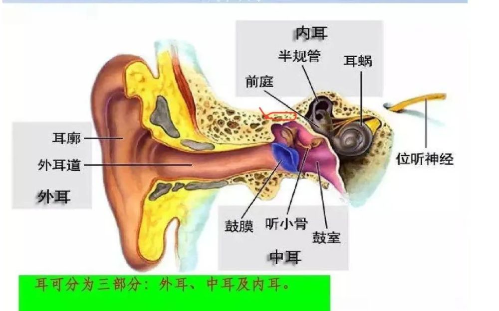 红色标记部位为乳突鼓室天盖