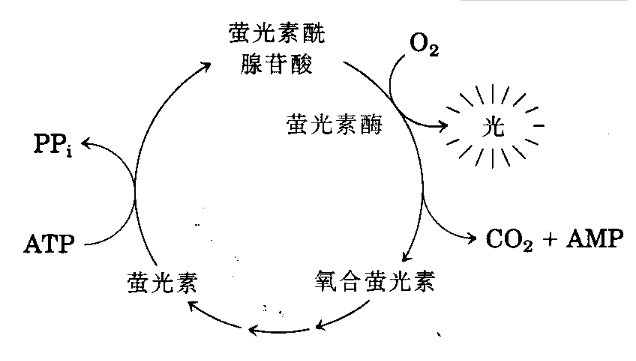 而发光反应后生成的荧光素,在atp供能下又被还原成荧光素,让发光发亮