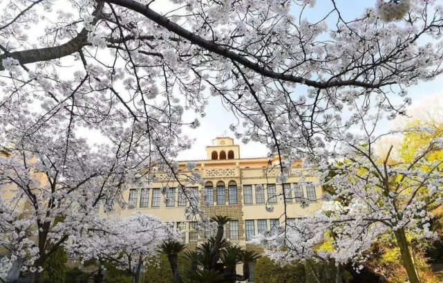 樱花烂漫时正是日本传统开学季兆龙带您走进日本教育