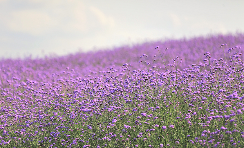 梦幻深圳湾这片浪漫紫色花海又开了
